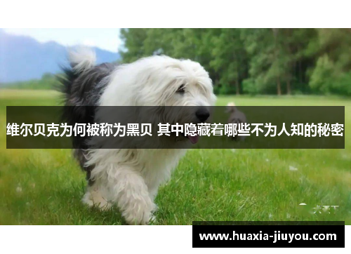 维尔贝克为何被称为黑贝 其中隐藏着哪些不为人知的秘密